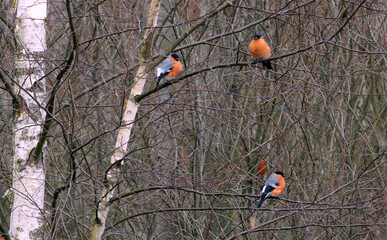 Eurasian bullfinch, common bullfinch or bullfinch (Pyrrhula pyrrhula) on the birch tree in autumn
