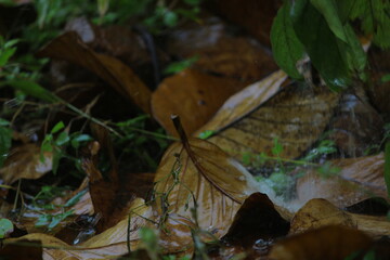 Dry leaves on the ground.