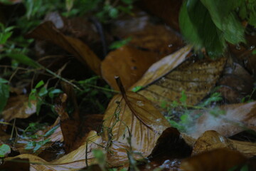 Obraz premium Dry leaves on the ground.