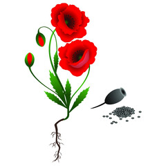 A poppy plant with seeds isolated on white background.