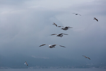 seabirds in flight