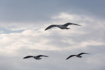 seabirds in flight