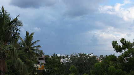 Fototapeta na wymiar The coconut tree leaves with blue sky background.