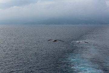 Fototapeta premium seabirds in flight