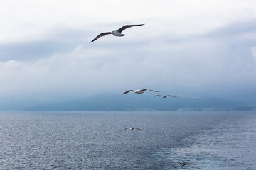 seabirds in flight