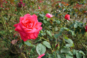 島田のバラ園、ピンクのバラが咲いていました。