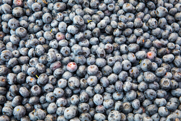 Group of fresh blueberries isolated.