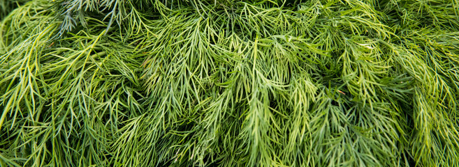 Dill weed. Fresh dill greens.