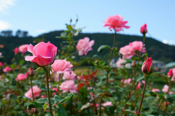 Fototapeta premium 島田のバラ園、ピンクのバラが咲いていました。