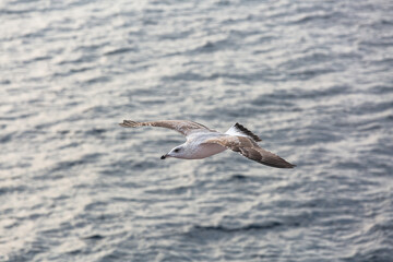 seabirds in flight