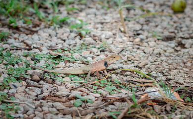 A chameleon perched on a branch. Chameleon to blend in with nature, perched on a branch.