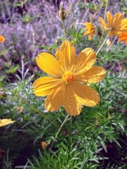 yellow flowers in the garden