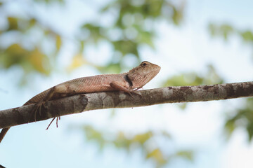 A chameleon perched on a branch. Chameleon to blend in with nature, perched on a branch.