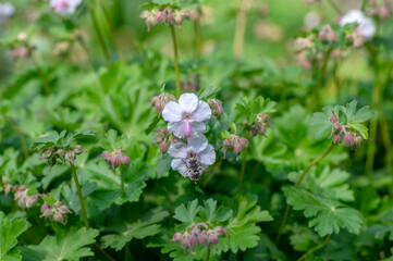 geranium cantabrigiense biokovo white flowering cranesbills plants, group of white flowers and buds in bloom