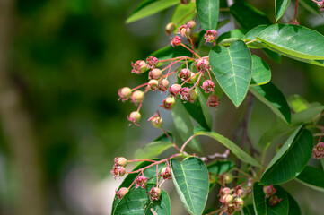 Amelanchier lamarckii unripe fruits on branches, group of berry-like pome fruits called serviceberry or juneberry