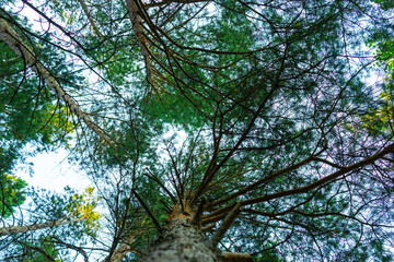 Landscape of stunning forest with huge pine trees, during the summer. bottom view