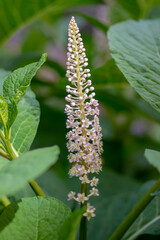 Phytolacca esculenta indian poke bush asian pokeweed flowering plant, group of white light pink flowers in bloom