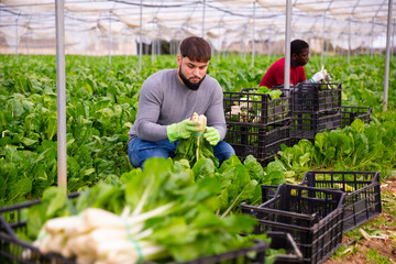 Harvesting mangold in a greenhouse - cleaning and storage. High quality photo