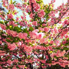 pink cherry blossom