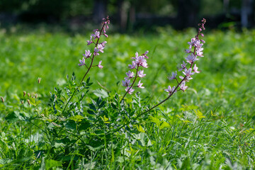 Dictamnus albus wild flowerin plant, beautiful white pink flowers in bloom