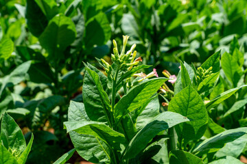 Tobacco plantation blossoming in Cuba