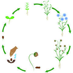 Life cycle of flax plant on a white background.