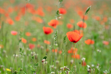 Papaver rhoeas common poppy seed bright red flowers in bloom, group of flowering plants on meadow, wild plants