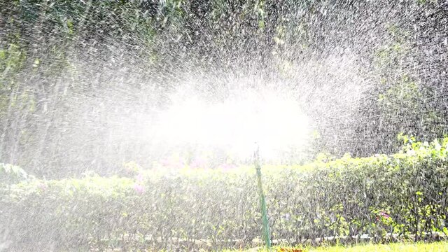 Springer watered the trees in a park with trees.