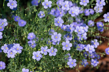 Linum usitatissimum linseed flowering ornamental garden plant, group of beautiful blue common flax flowers in bloom