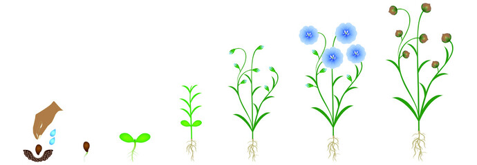 Cycle of flax plant growth, isolated on white background.