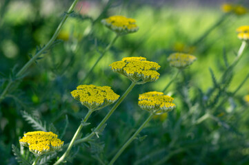 Achillea filipendulinayarrow nosebleed yellow flowers in bloom, ornamental flowering plant, bouquet on tall green stem © Iva