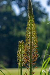 Eremurus isabellinus pinocchio cleopatra flowering ornamental plant, beautiful pink orange foxtail lily flowers starting bloom