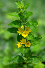Lysimachia punctata bright yellow dotted loosestrife flowering plant, group of beautiful flowers in bloom