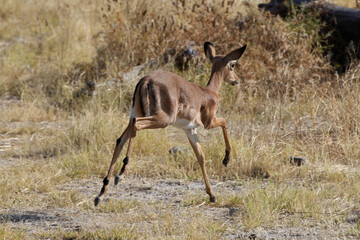 Baby Impala on the African plains, Etosha National Park, Namibia, Africa
