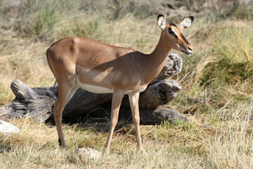 Naklejka na ściany i meble Impala on the African plains, Etosha National Park, Namibia, Africa
