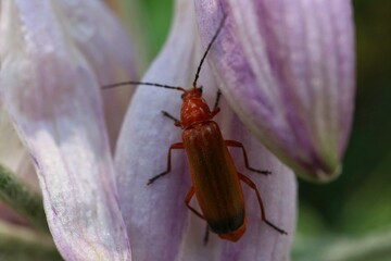 Common red soldier beetle (Rhagonycha fulva) on a pink petals


