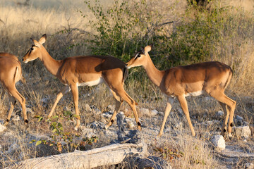 Impala on the African plains, Etosha National Park, Namibia, Africa