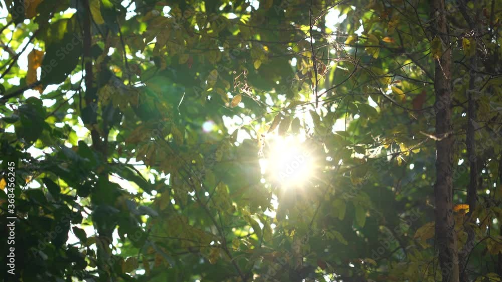 Poster blurred background bokeh from leaves and sunlight. nature view of green leaf on blurred greenery bac