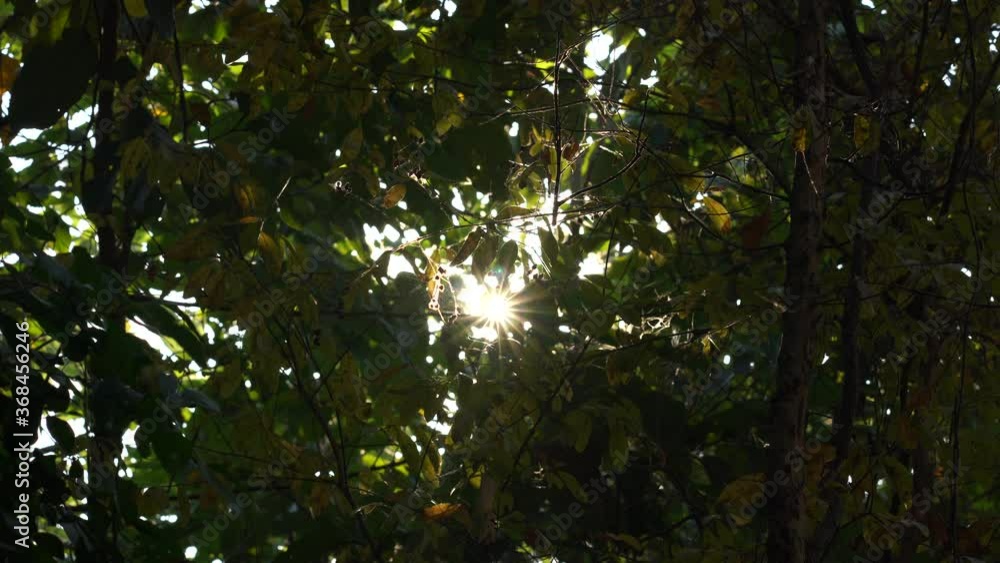 Poster blurred background bokeh from leaves and sunlight. nature view of green leaf on blurred greenery bac