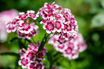 Dianthus barbatus beautiful ornamental flowering plants, group of bright pink purple white flowers in bloom