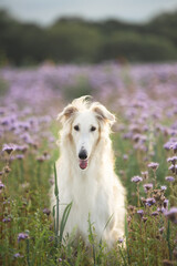 Fototapeta premium Portrait of beautiful and happy dog breed russian borzoi standing in the green grass and violet lupines field in summer