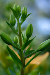 Lilium flowers in buds, asiatic hybrids ornamental cultivated, lilies buds, bouquet before flowering, dreamy background