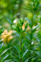 Lilium flowers in bloom, asiatic hybrids ornamental cultivated, flowering lilies, bouquet in bloom, buds and flowers with petals