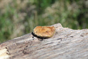 mushroom on the Board inedible parasite 