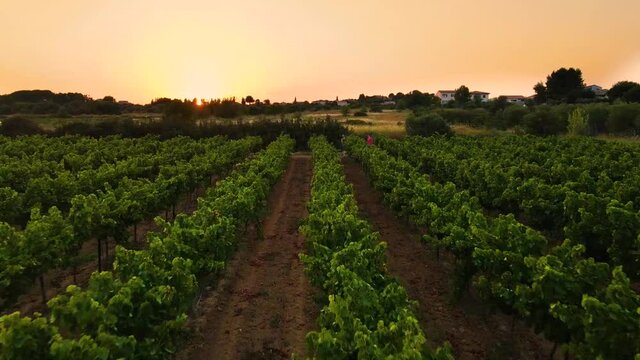 Plan au drone d'un coucher de soleil magnifique sur des vignes du sud de la France