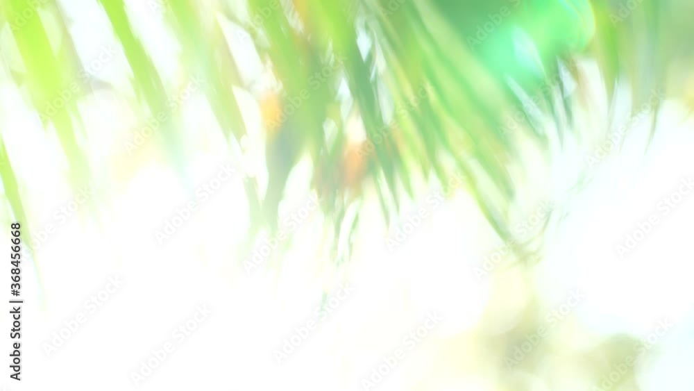 Poster blurred background bokeh from leaves and sunlight. nature view of green leaf on blurred greenery bac
