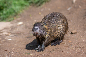 Myocastor coypus nutria large herbivorous semiaquatic rotent eating carrot