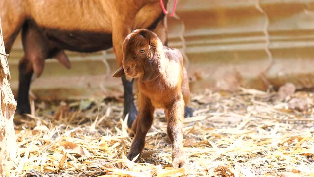 A mother goat feeds her newborn baby goat during summer day.