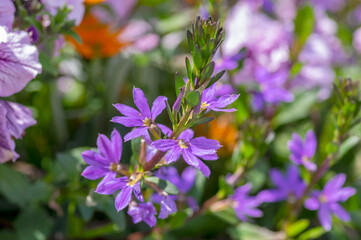 Scaevola aemula fairy fan-flower purple violet flowering ornamental plant, group of beautiful flowers in bloom