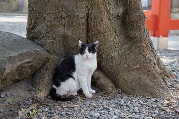 木の根本で行儀よく座り、こちらを見つめるオスの地域猫